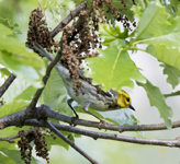 Black throated Green Warbler 6411